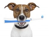 How to Brush your Pet's Teeth
