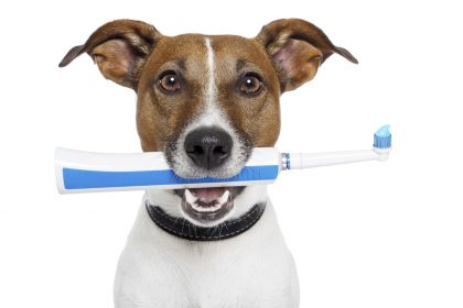 How to Brush your Pet's Teeth
