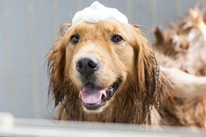 How to Bathe a Dog or Cat Using Medicated Shampoo