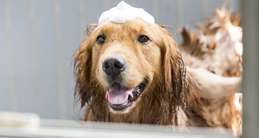 how to shampoo a dog