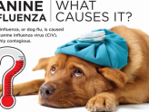 Canine Influenza: What Symptoms Require a Call to the Vet?