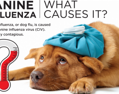 Canine Influenza: What Symptoms Require a Call to the Vet?